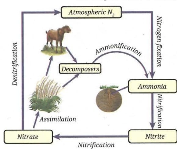 3.3 Nitrogen Cycle