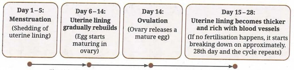 11.5.6 What Happens When an Egg Is Not Fertilised?