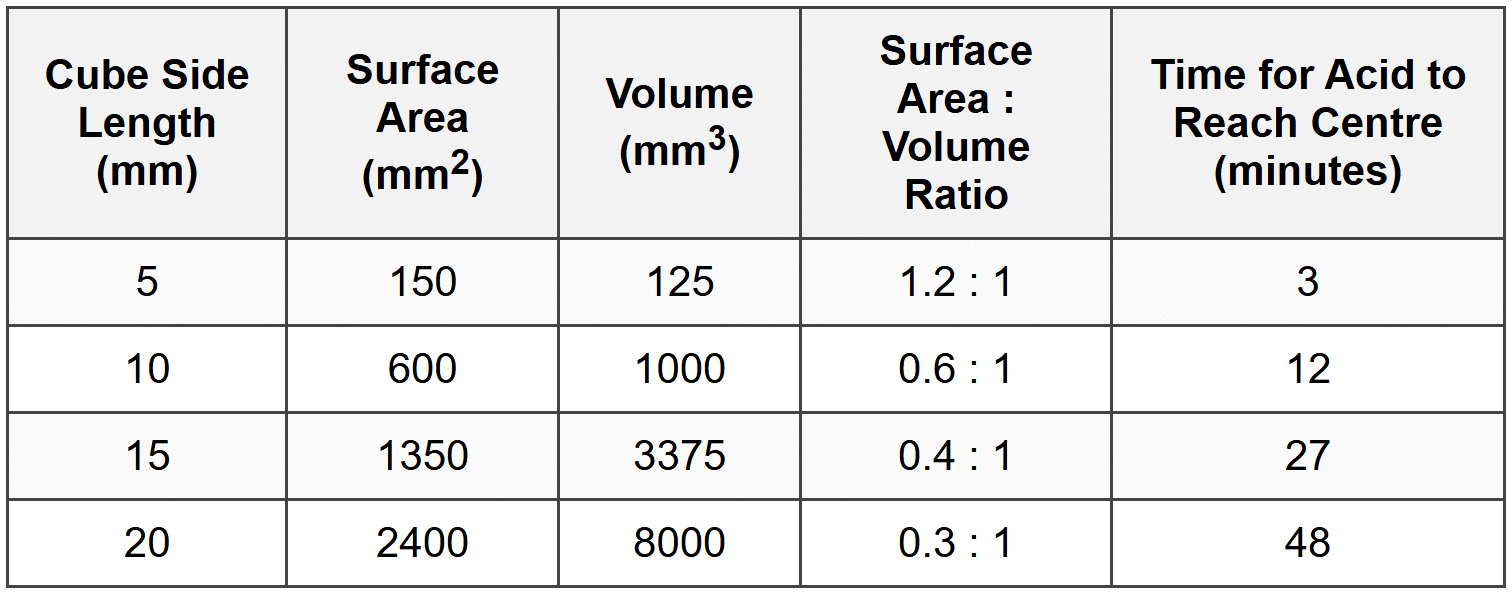 Question: Cell Size and Diffusion Efficiency