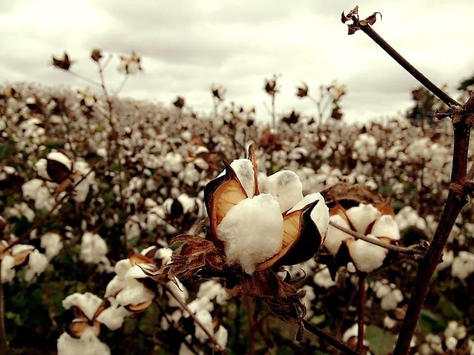 Revision Notes: Agriculture in India II-Cash crops | Geography Class 10 ICSE