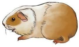 Summary: The Guinea Pig | English Class 3 ICSE