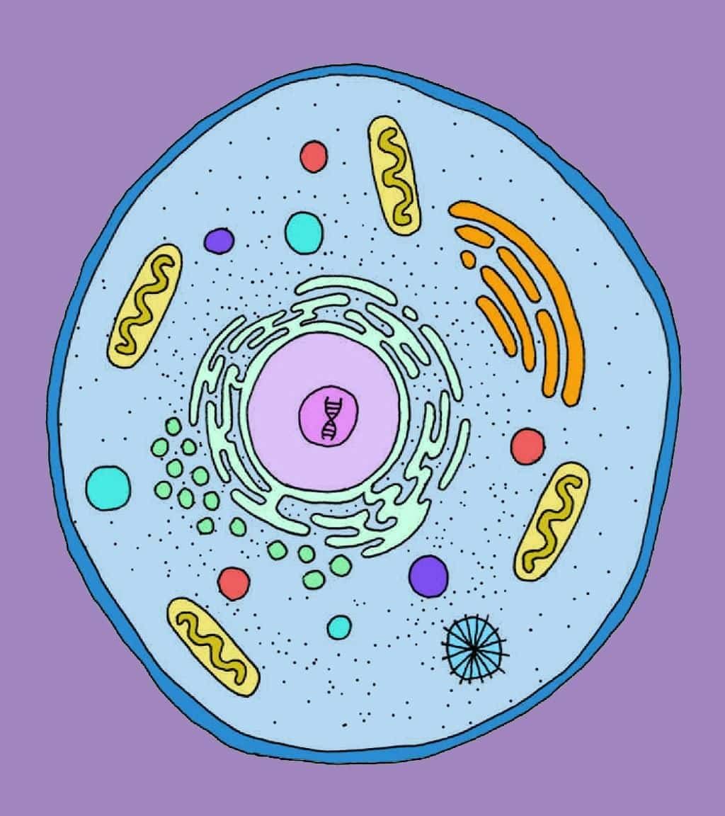 Unit Test: The Invisible Living World: Beyond Our Naked Eye | Science Curiosity Class 8 -  New NCERT