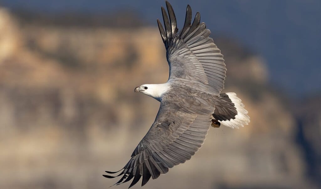 White-Bellied Sea Eagle