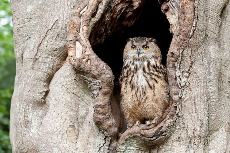 1,209 Owl Tree Hollow Stock Photos - Free & Royalty-Free Stock Photos from  Dreamstime
