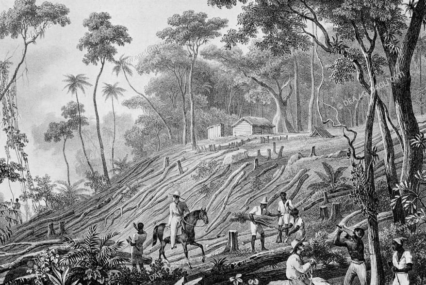 Cheatsheet : Forest Society and Colonialism | Social Studies (SST) Class 9