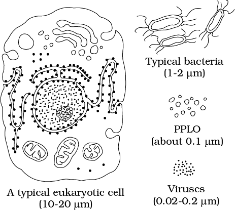 Cheat Sheet : Cell - The Unit of Life | Biology Class 11 - NEET