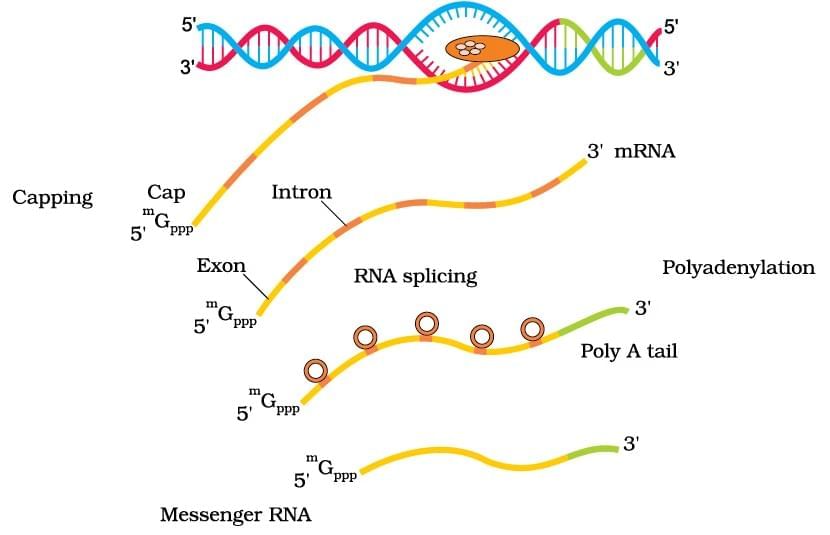 Important Diagrams: Molecular Basis of Inheritance | Biology Class 12 - NEET
