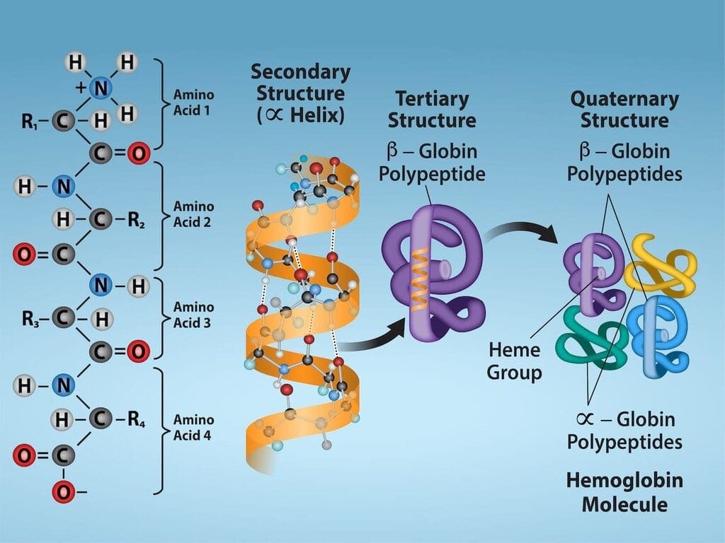 6. Summary Table: Four Levels of Protein Structure