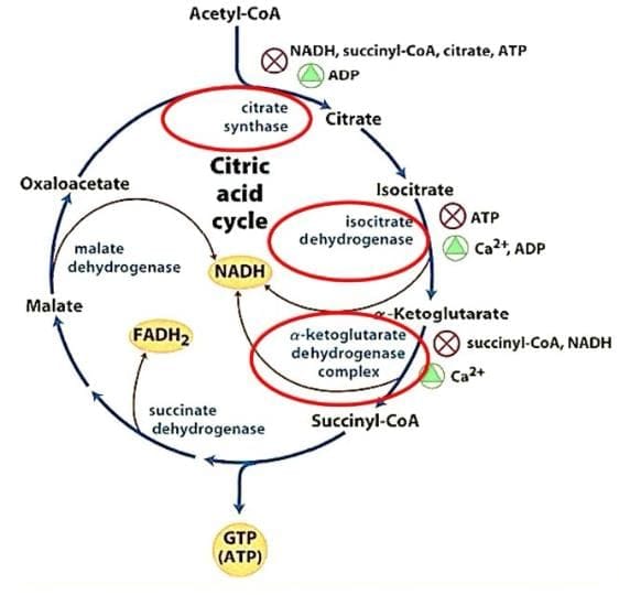 Regulation of The Citric Acid Cycle PDF Download