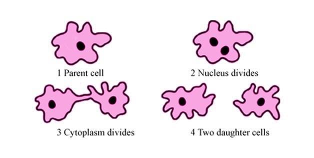 Binary Fission - Class 12