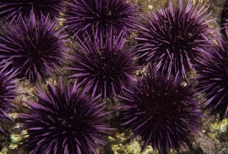 Echinodermata - Internal support without a notochord