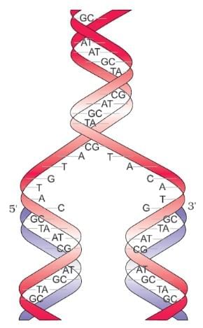 Important Diagrams: Molecular Basis of Inheritance | Biology Class 12 - NEET