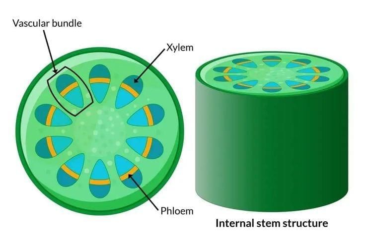 Unit Test Solutions: Life Processes in Plants | Science (Curiosity) Class 7 - New NCERT