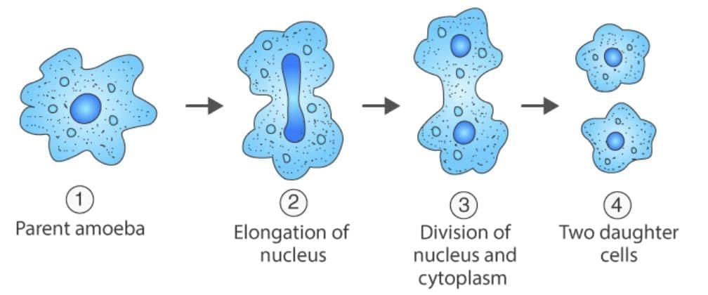 Important Definition: How do Organisms Reproduce? | Science Class 10