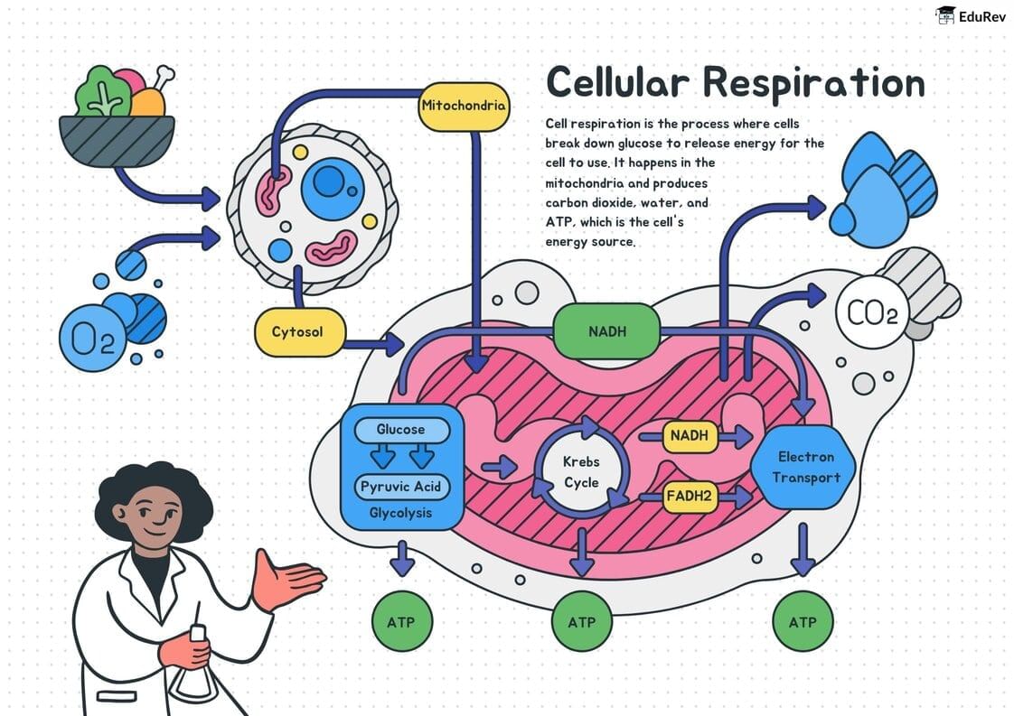 Infographics: Overall Process of Cellular Respiration | Biology Class 11 - NEET
