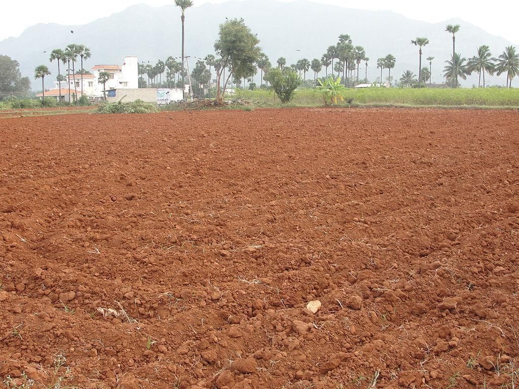 Alluvial Soil