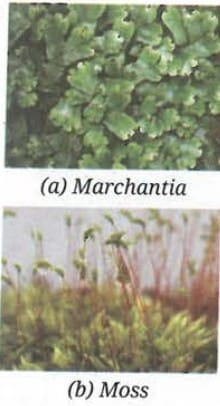 2. Bryophyta - first steps on land, still need water