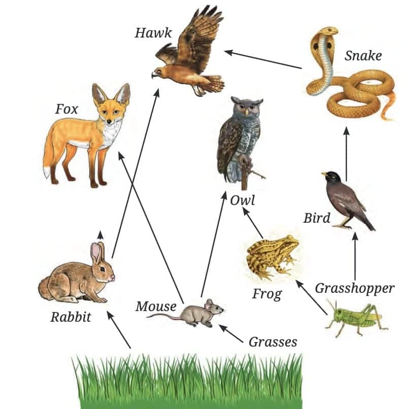 2. Food Web