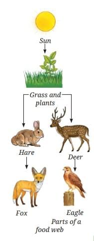 How Nature Works in Harmony NCERT Solutions | Science Curiosity Class 8 -  New NCERT