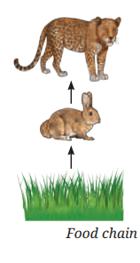 How Nature Works in Harmony Chapter Notes | Chapter Notes For Class 8