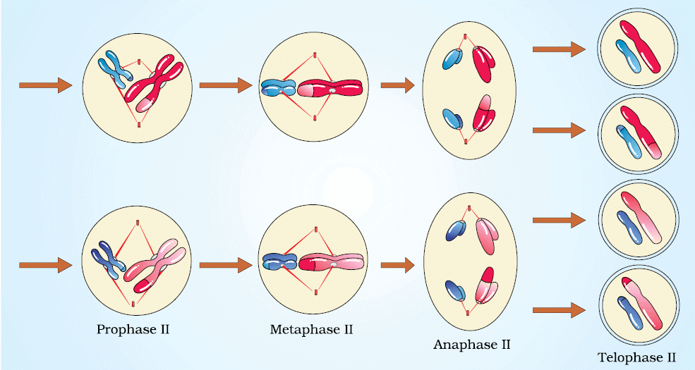Cheat Sheet : Cell Cycle and Cell Divison | Biology Class 11 - NEET