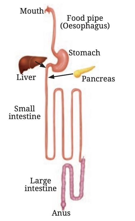 Life Processes in Animals Class 7 Notes Science Chapter 9 Free PDF