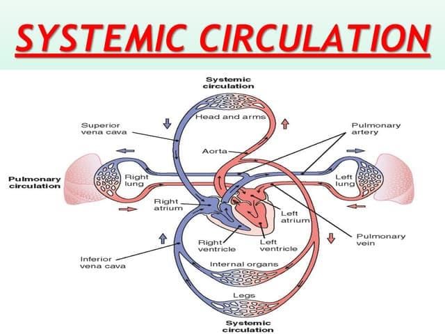 Revision Notes: The Circulatory System | Basic Science for JSS 3