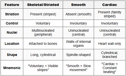 4.2 Muscle Types Comparison