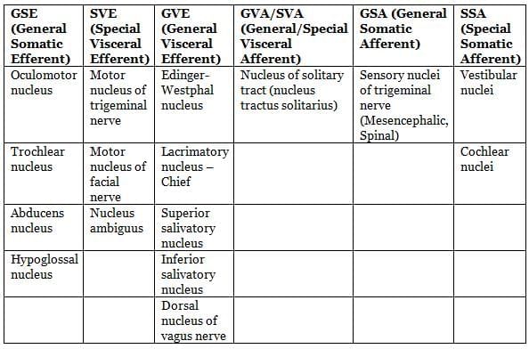 Neuroanatomy - 3 Chapter Notes | Anatomy - NEET PG