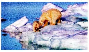 Textbook Solutions: Melting Ice in Alaska | Gul Mohar Class 8: Book Solutions, Summaries & Worksheets