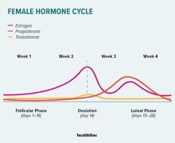 Revision Notes: The Reproductive System | Biology and Biochemistry for MCAT