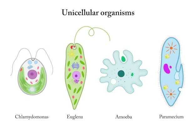 The Fundamental Unit of Life Class 9 Notes Science Chapter 5