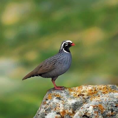 The Himalayan Quail