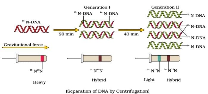 Important Diagrams: Molecular Basis of Inheritance | Biology Class 12 - NEET