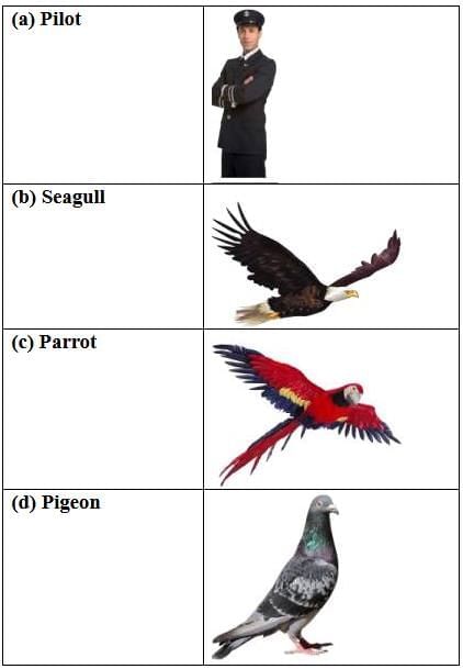 Two Stories about Flying Class 10 Worksheet English Chapter 1