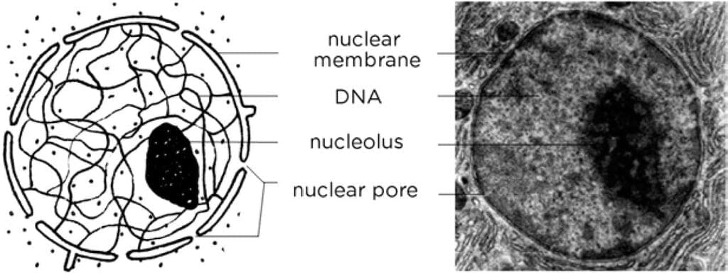 Nucleus