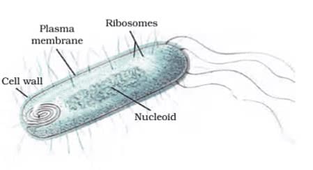Cell and Cell Organelles Chapter Notes | Biology for SSS 1