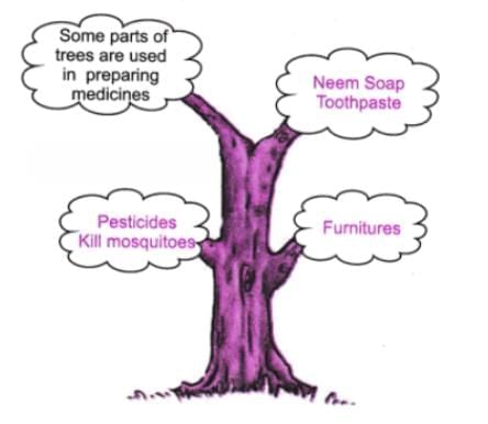 Neem Baba NCERT Solutions | English for Class 6