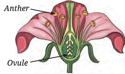 3. Asexual Reproduction