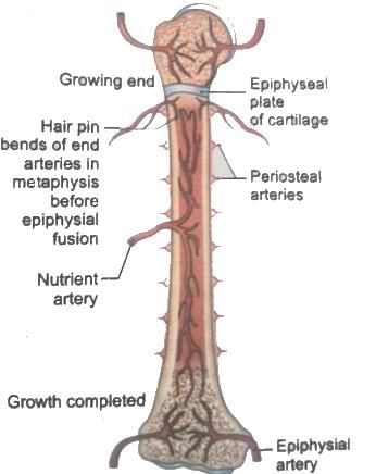 General Anatomy Chapter Notes | Anatomy - NEET PG