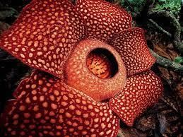 Facts on Flowers | General Knowledge for Young Learners - Class 1