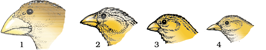 Variety of beaks of finches that Darwin found in Galapagos Island