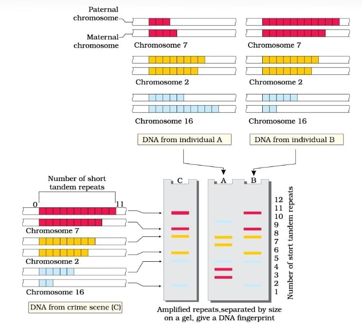 Important Diagrams: Molecular Basis of Inheritance | Biology Class 12 - NEET