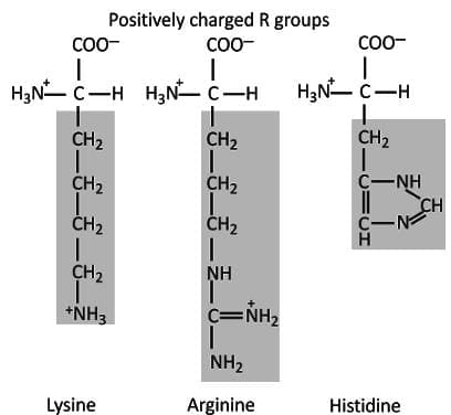Major Groups Of Amino Acids