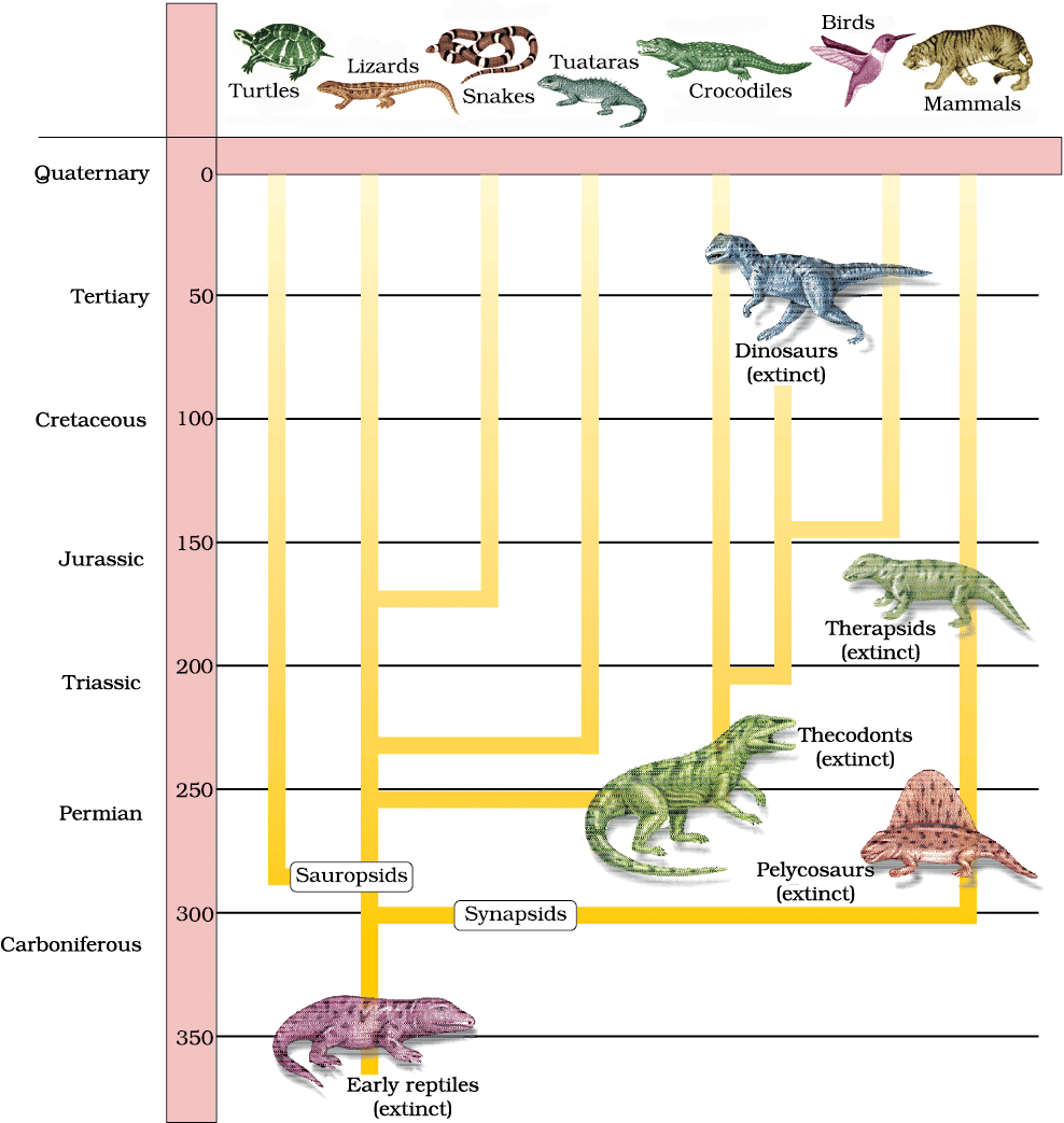 Representative evolutionary history of vertebrates through geological periods