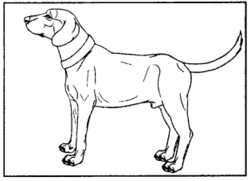 Mijbil the Otter NCERT Solutions - Class 10