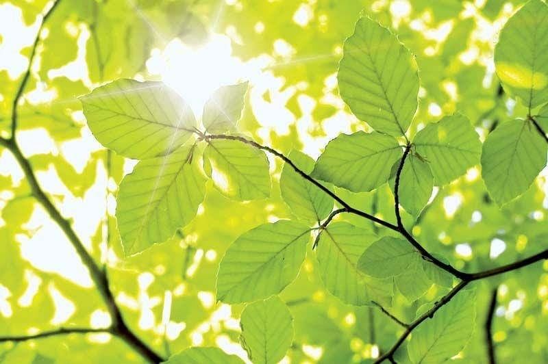 Photosynthesis: Food Making Process in Plants | Science Class 7 (Old NCERT)