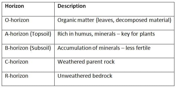 Soil Profile (Soil Horizons)