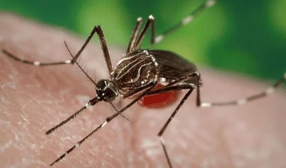 A Treat for Mosquitoes - 1 Class 5 Worksheet EVS Chapter 8