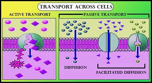 1.6.2 Active Transport